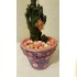 Decorative Cactus Plant inside Hand-painted Jug- Home Decor |Set of 2 Plants